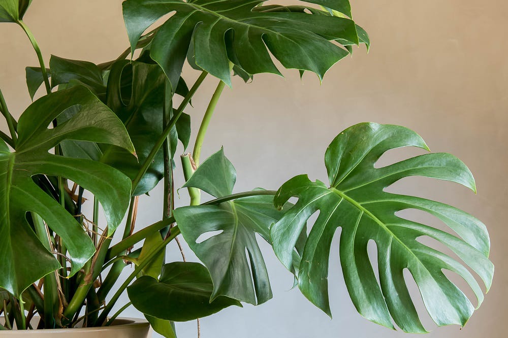 Piante da interno: come sceglierle e perché