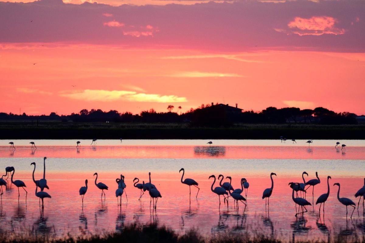 Parco del Delta del Po, fenicotteri rosa
